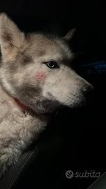 Cane husky per accoppiamento