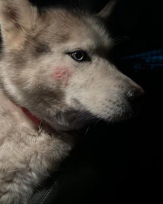 Cane husky per accoppiamento