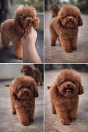 Barboncino mini Toy disponibile per monte