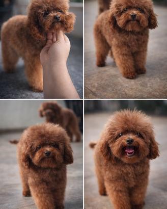 Barboncino mini Toy disponibile per monte