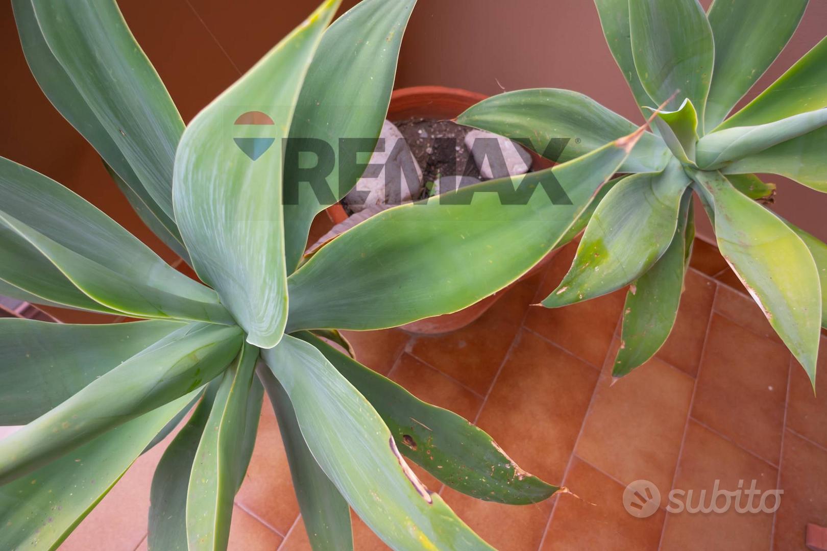 Apartment in Sant'Alessio Siculo, Messina - Vista 3