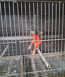 Rossi gialli bianchi pezzati