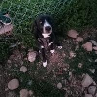 Cane di un anno, incrocio con un segugio