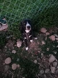 Cane di un anno, incrocio con un segugio