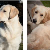 Cuccioli Golden Retriever