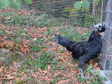 Gallo di razza Padovana