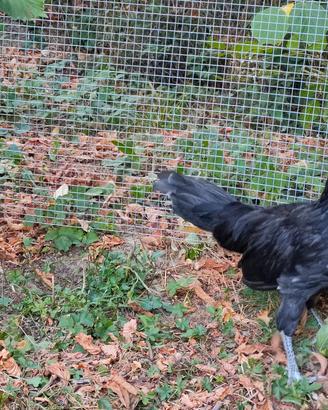 Gallo di razza Padovana