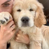 Cuccioli di golden retriever