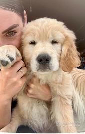 Cuccioli di golden retriever