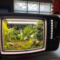 C e r c o oggetti vintage per terrari insoliti 🪴