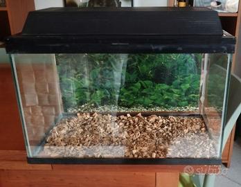 Terrario/teca per animali