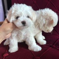 Maltese