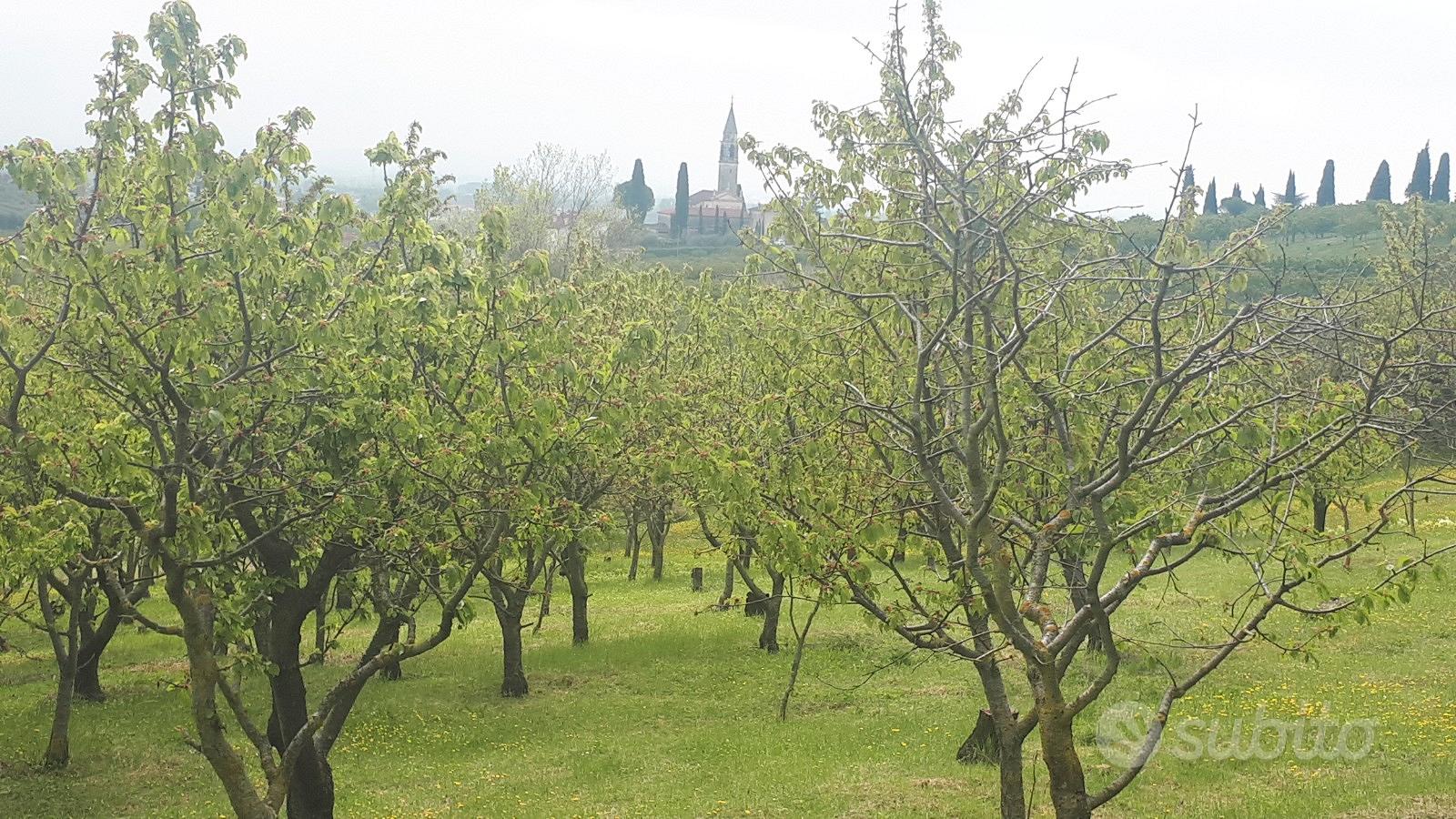 Terreno agricolo - Vista 2