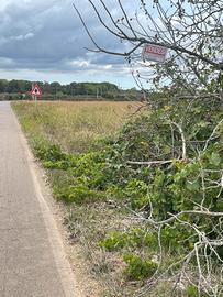 Terreno agricolo zona saracino Leverano