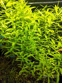 Hygrophila polysperma acquario 