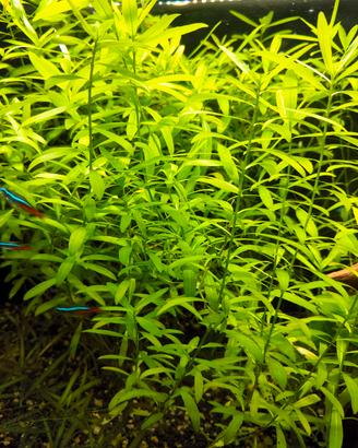 Hygrophila polysperma acquario 