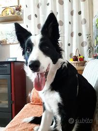 Border Collie Maschio per Monte