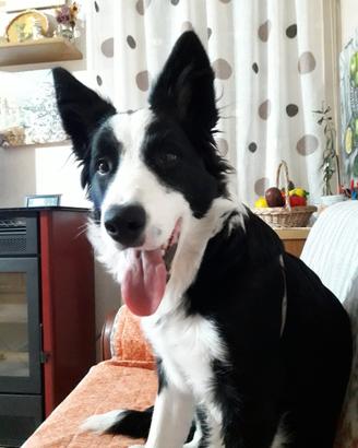 Border Collie Maschio per Monte