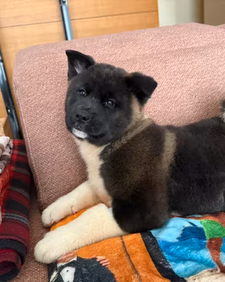 Akita americano