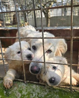 Adozione gratuita cuccioli e mamma