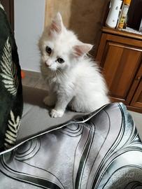 Maine coon