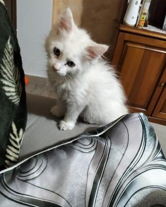 Maine coon