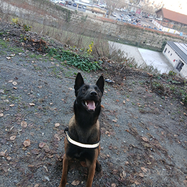 Pastore belga malinois maschio per accoppiamento