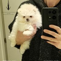 Pomerania femmina bianca