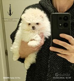 Pomerania femmina bianca