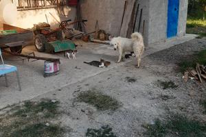 Motozappa Lamborghini 14 cavalli