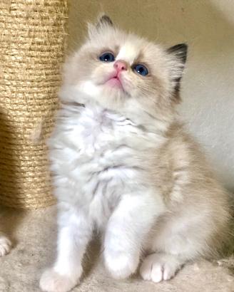 Ragdoll cuccioli