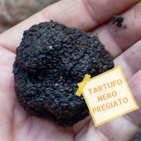 TARTUFO NERO DI NORCIA PREGIATO