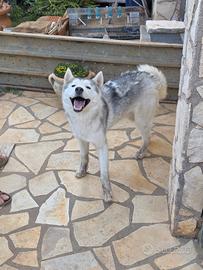 Siberian husky per monta