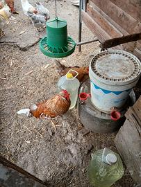 Galli galline varie razze