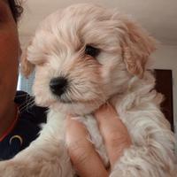 Cucciolo di maltipoo