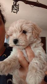 Cucciolo di maltipoo