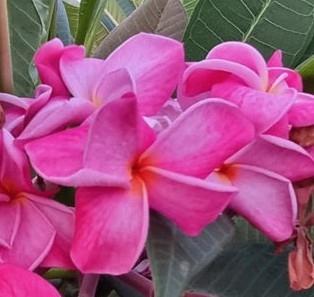 Plumeria Coral Kiss