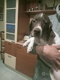 Cucciolo di Pointer inglese