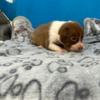 Cane metticio di 2 mesi