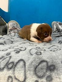 Cane metticio di 2 mesi