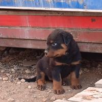 Cuccioli rottweiler