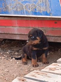 Cuccioli rottweiler