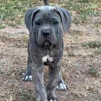 Cane corso cuccioli 2 mesi vaccinati