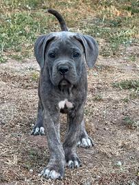 Cane corso cuccioli 2 mesi vaccinati