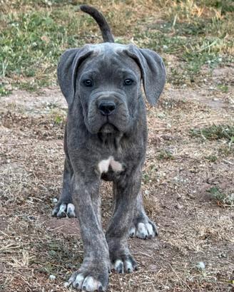 Cane corso cuccioli 2 mesi vaccinati
