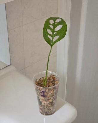 Monstera Esqueleto – Talea 1