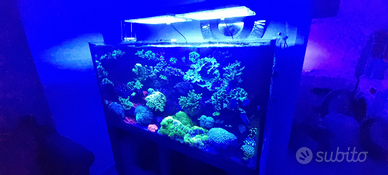 Aquario marino