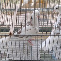 Tortore prezzate bianche