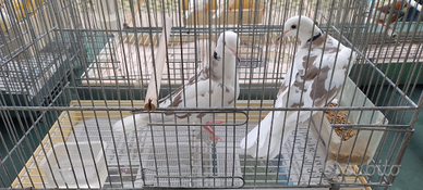 Tortore prezzate bianche