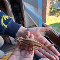 Geco Gargoyle +terrario completo